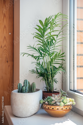 A windowsill with potted cactuses, succulents and leafy plants © Marinesea