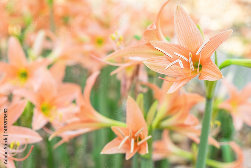 Fototapeta premium Field of Amaryllis flower