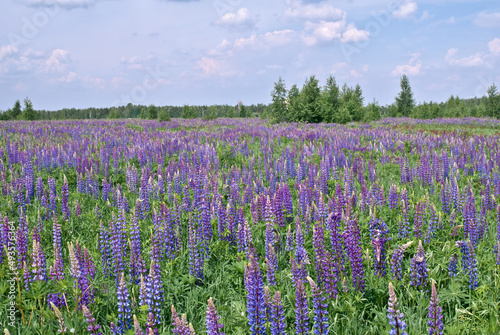 Large-leaved Lupine (Lupinus polyphyllus) in meadow