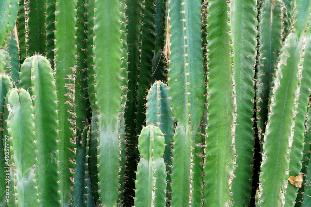 Closeup Group Green cactus of Cereus jamacaru, known as mandacaru or cardeiro is a cactus desert in the gardens interiors decorative park Closeup Group Green cactus of Cereus jamacaru, known as mandacaru or cardeiro is a cactus desert in the gardens interiors decorative park