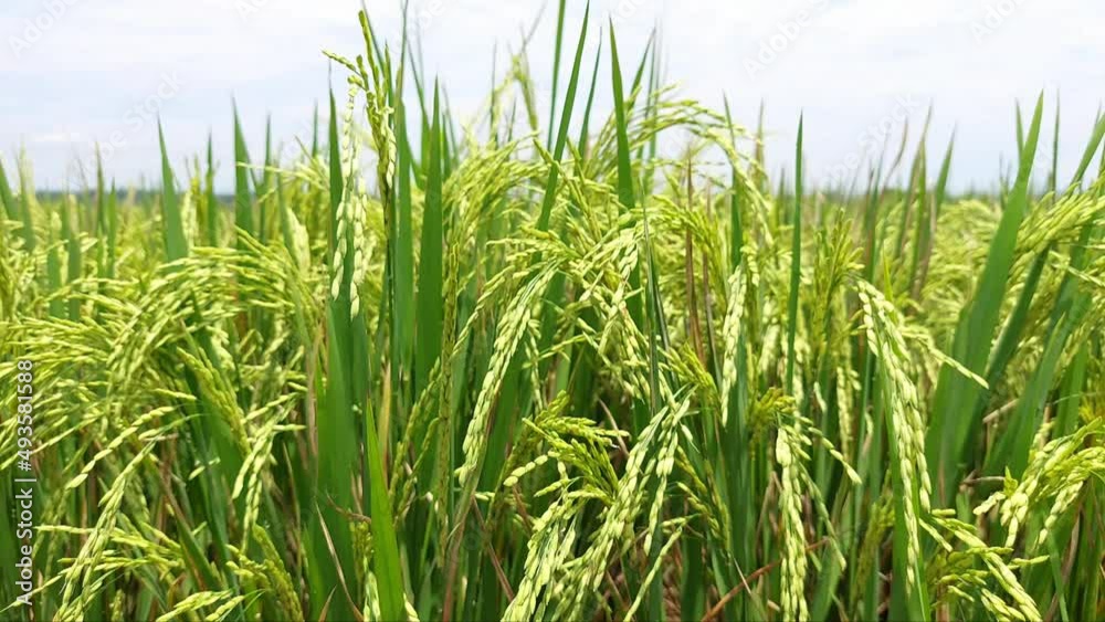 rice field green fresh, swaying in the wind, with 4k video resolution rice field green fresh, swaying in the wind, with 4k video resolution
