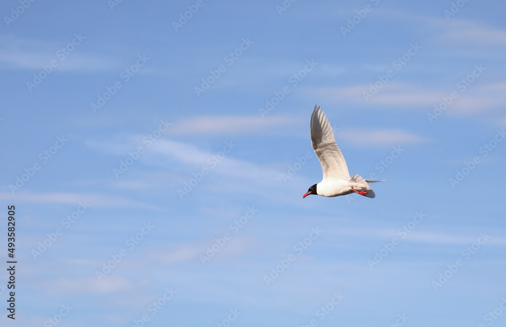 seagull with black head flying in the blue sky seagull with black head flying in the blue sky