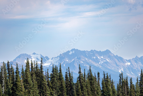 row of large pine trees in front of a mountain range