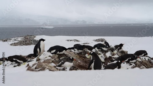 Gentoo and Adelie Penguins on the beach in Antarctica photo