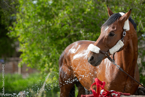 a sunny photo of the horse washing process with splashes of water. The theme of equestrian sports and farm animals