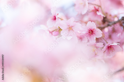 桜 © redshoes999
