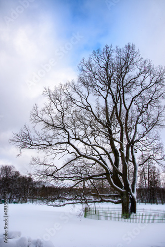 Winter landscape in a park with trees covered with snow