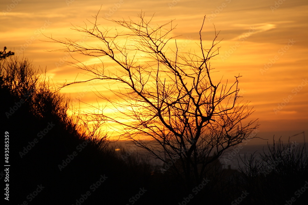Solnedgang set gennem et nøgent træ på en skrænt med havet i baggrunden