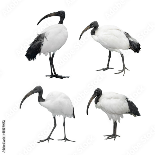 set african sacred ibis isolated on white