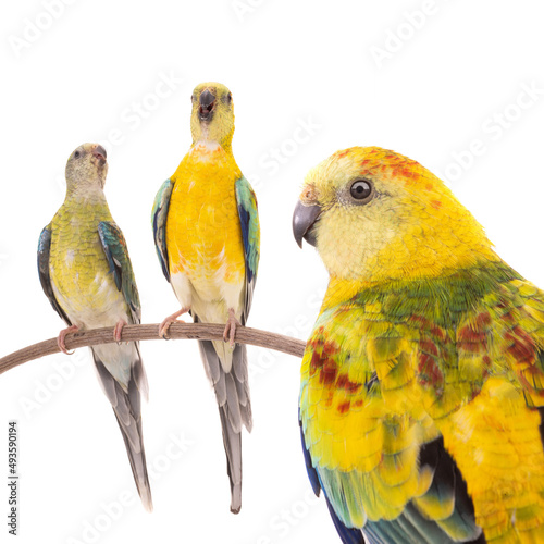 male and female parrot (haematonotus psephotus) singing isolated photo