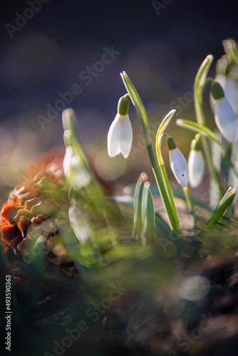 snowdrop in the snow snowdrop cone tree postcard Ukraine spring