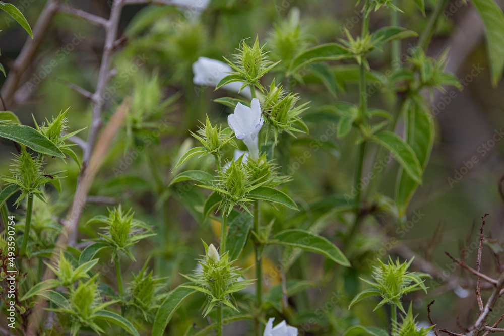 Wildflower in Kruger national park Wildflower in Kruger national park