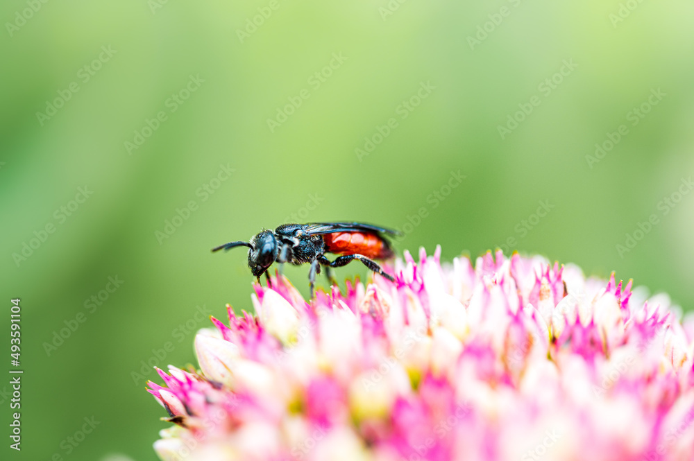 Buckelbiene (Sphecodes) auf einer rosa-weißen Blüte im Frühling. Der Hintergrund verschwimmt in grüner Unschärfe Buckelbiene (Sphecodes) auf einer rosa-weißen Blüte im Frühling. Der Hintergrund verschwimmt in grüner Unschärfe