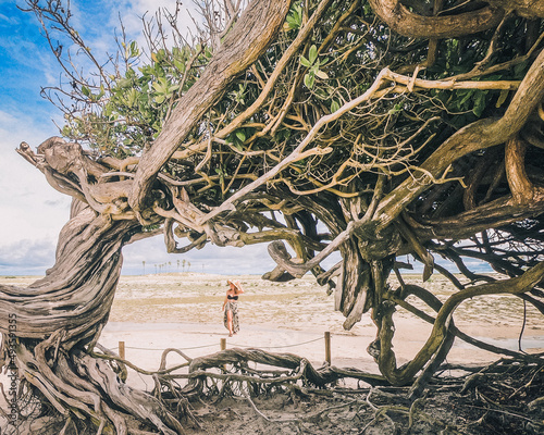 Mulher caminhando na areia com árvore da preguica como moldura. Atrativo do passeio Leste em Jericoacoara, Ceará photo