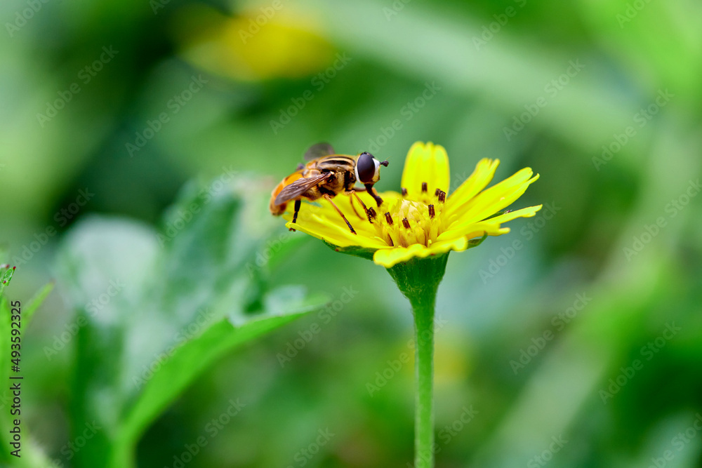 Close-up flower fly on singapore dasiy flower in the garden Close-up flower fly on singapore dasiy flower in the garden