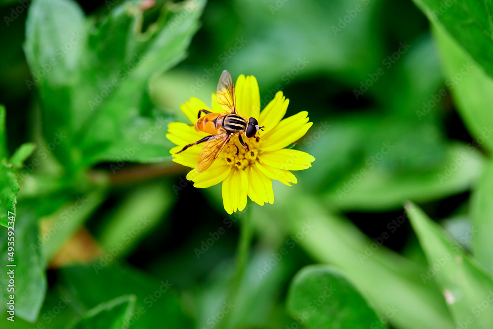 Close-up flower fly on singapore dasiy flower in the garden Close-up flower fly on singapore dasiy flower in the garden