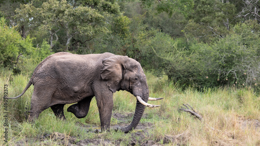 African elephant bull enjoying a mud bath