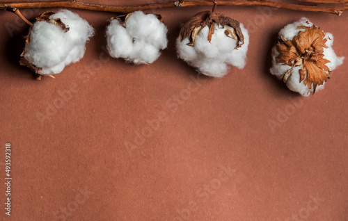 Frame with close up of cotton flowers at brown background. Top view with copy space.