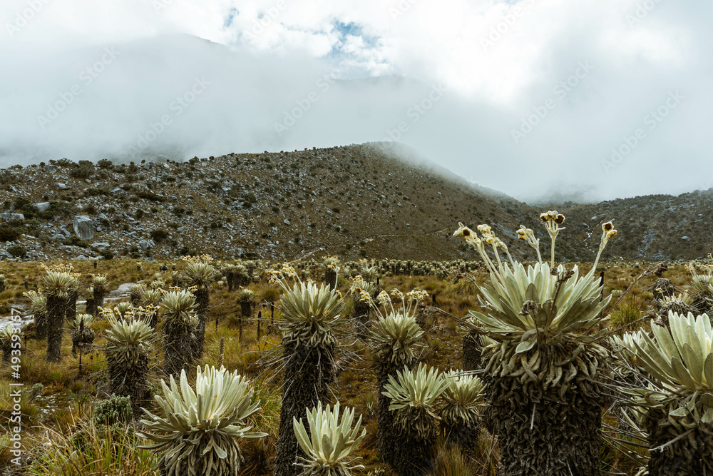 Paramo Ecosystem in Colombian Andes, Cocuy National Park