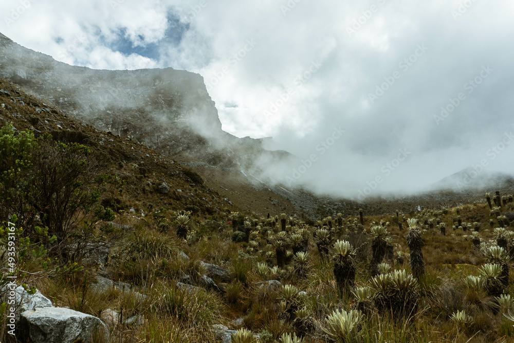 Paramo Ecosystem in Colombian Andes, Cocuy National Park