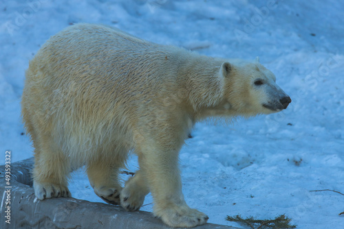 Polar bear cub on the snow