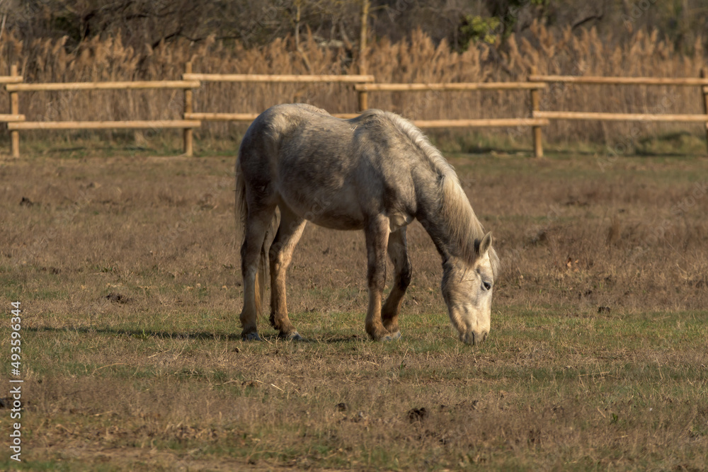 Horse Horse