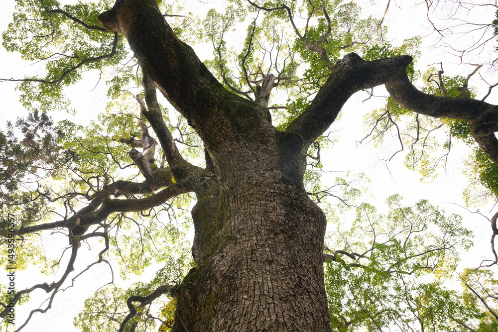 Fototapeta premium 伊弉諾神宮の境内 淡路島 夫婦の大楠