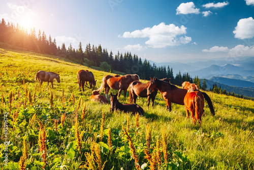 Splendid summer view of pasture with Arabian horse on a sunny day. Carpathian mountain, Ukraine. © Leonid Tit