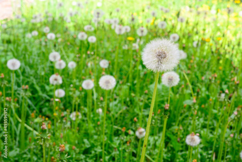 Glade of fresh meadow dandelions on a sunny spring day. Flowering dandelions. Excellent background for the expression of spring mood. Dandelion plant with a fluffy bud.