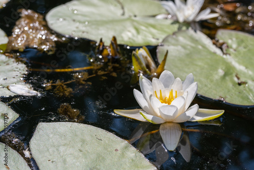 Wild lily flower on the background of the water surface. Wild nature. Photo with good detail.