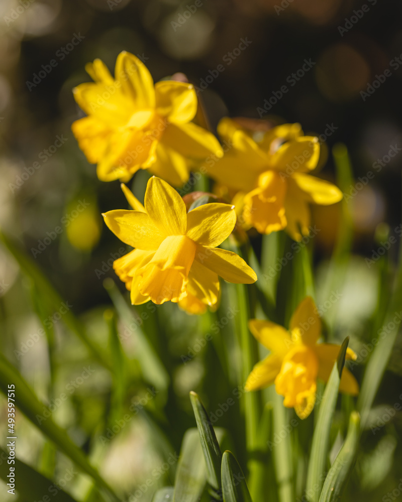 Obraz premium Afternoon sunlight falling on dwarf daffodils.