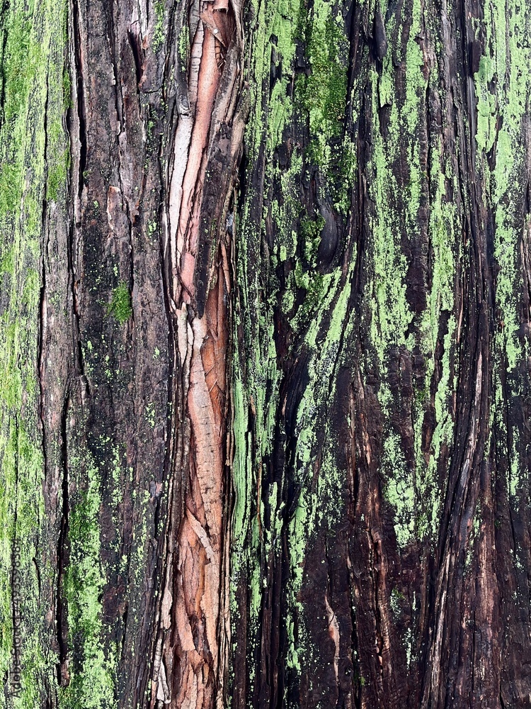 Obraz premium green tree