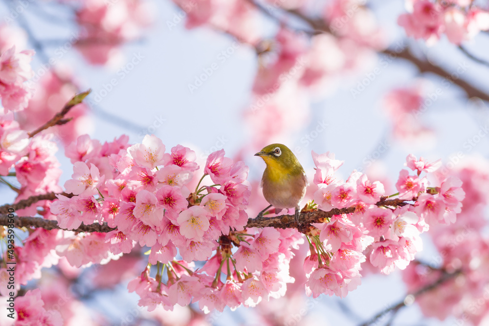 満開の彼岸桜とメジロ 満開の彼岸桜とメジロ