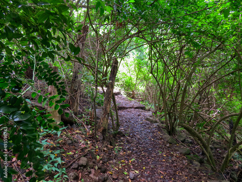Vegetación subtropical en el sendero de Los Tilos de Moya, en la isla de Gran Canaria, España. Vegetación exhuberante que crece en el lado norte de la isla. Espacio protegido, Reserva Natural Especial photo