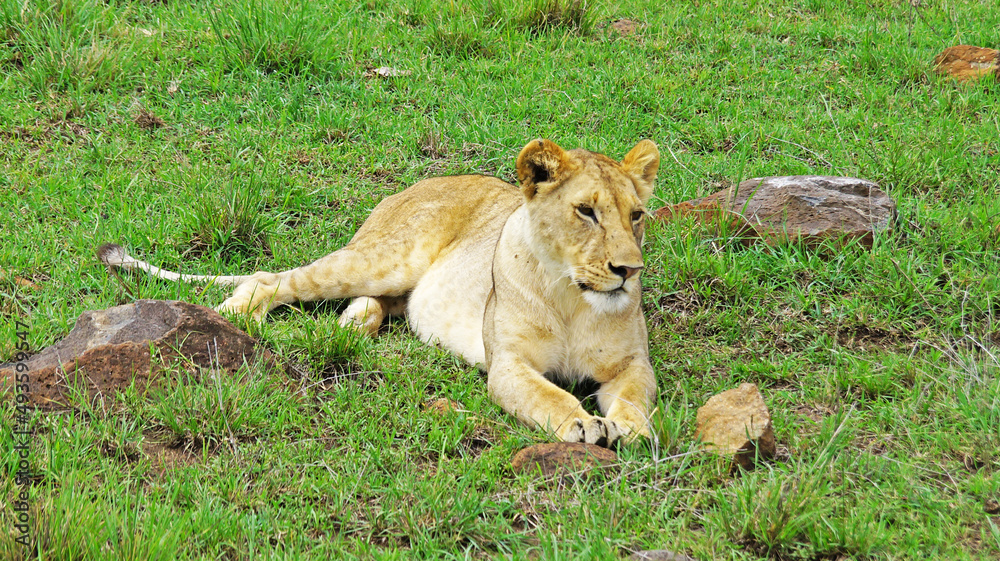 The lioness lies and rests on a hill on the green fresh grass in the Masai Mara National Park in the Kenyan savannah