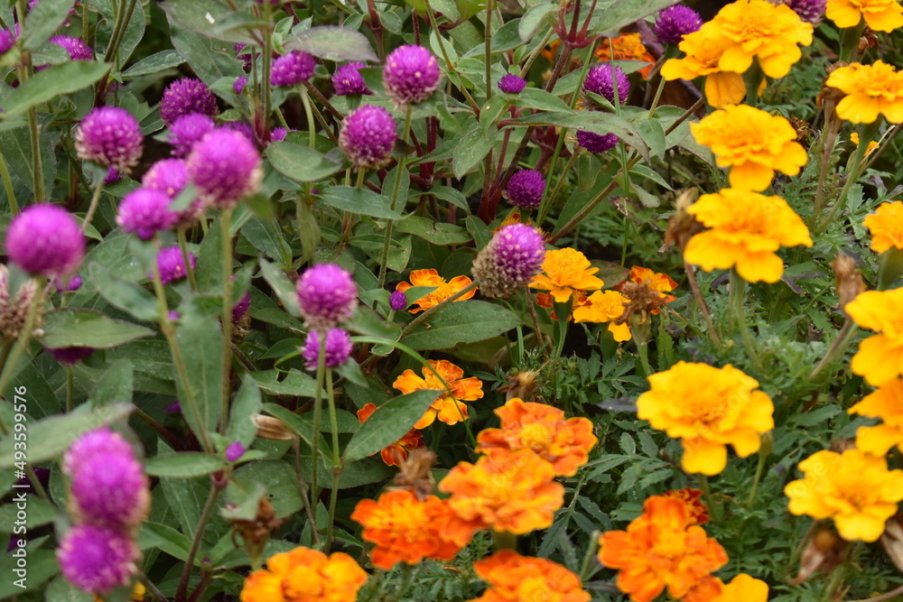 purple and yellow flowers