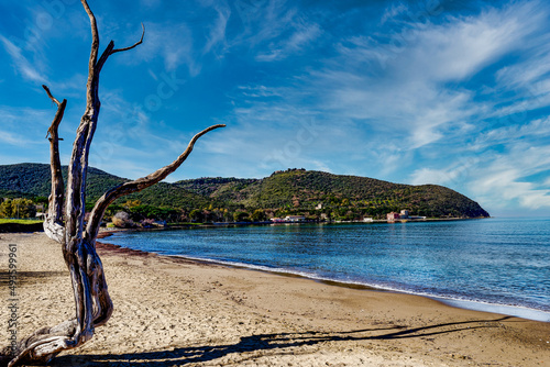 In the foreground a beached log by the sea on the beach of Baratti Piombino Tuscany Italy