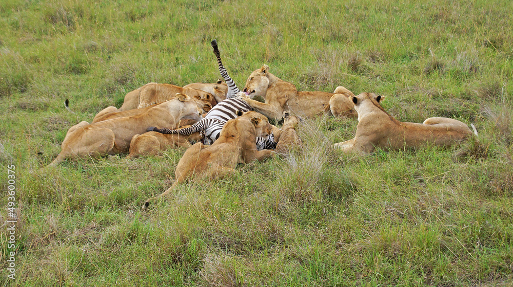 Lionesses hunted zebras. A family of lions eats a hunted zebra. Lionesses have killed a zebra in the Masai Mara National Park and are eating with their kittens. Hunting in the wild.