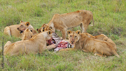 Lionesses hunted zebras. A family of lions eats a hunted zebra. Lionesses have killed a zebra in the Masai Mara National Park and are eating with their kittens. Hunting in the wild. © romanklevets