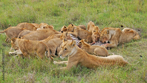 Lionesses hunted zebras. A family of lions eats a hunted zebra. Lionesses have killed a zebra in the Masai Mara National Park and are eating with their kittens. Hunting in the wild.