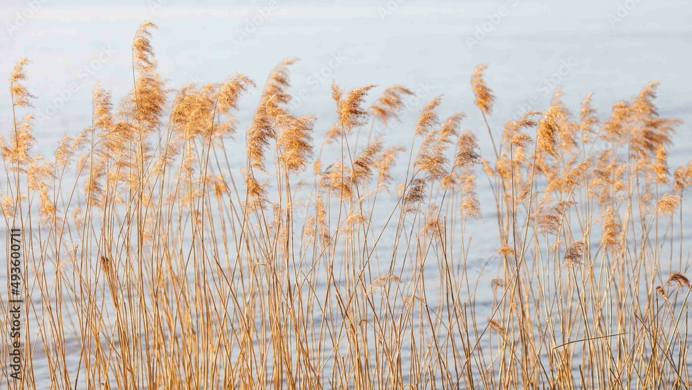Fototapeta premium Golden reeds on a lake. Natural background. Neutral colors. Selective focus.