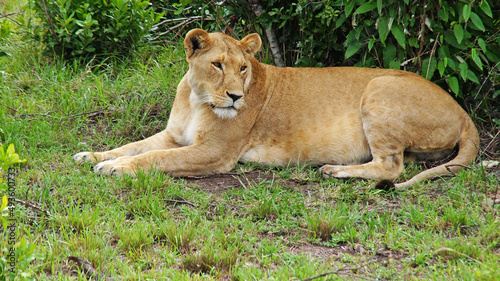 The lioness lies and rests on a hill on the green fresh grass in the Masai Mara National Park in the Kenyan savannah