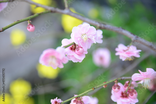 Plum blossom