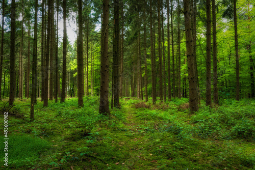 Waldbilder