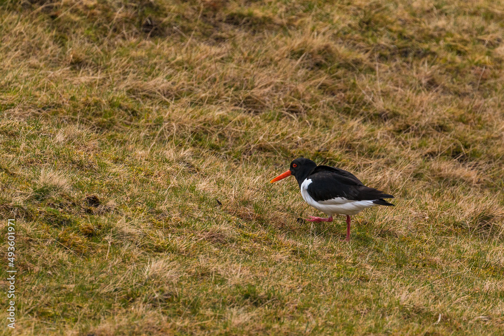 Oyster catcher on the meadow , Leynar, Faroe Islands. Oyster catcher on the meadow , Leynar, Faroe Islands.