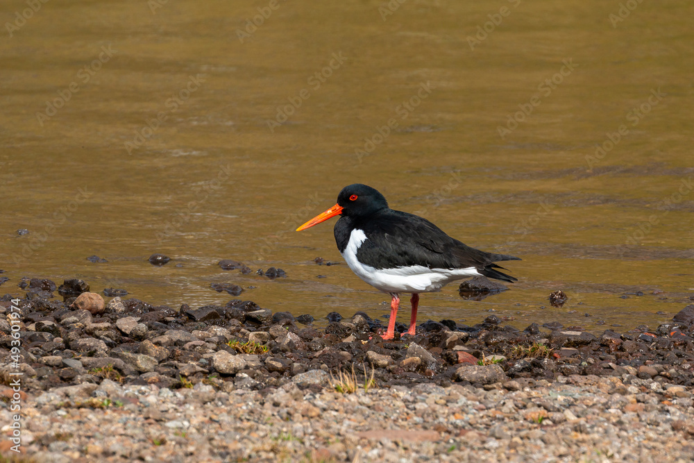Oyster catcher at the rocky shore of the lake , Leynar, Faroe Islands. Oyster catcher at the rocky shore of the lake , Leynar, Faroe Islands.