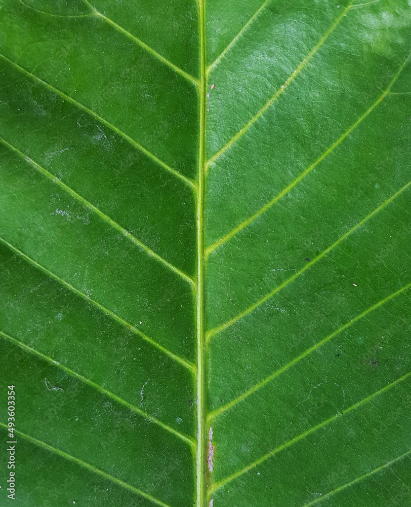 close up leaf texture