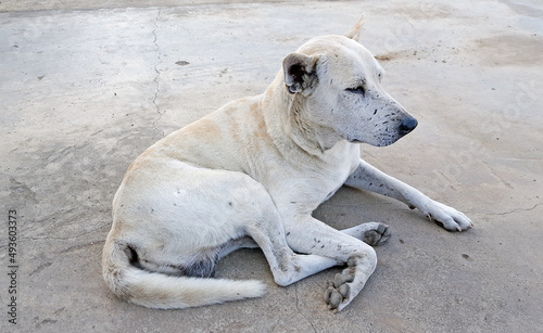 street dog in temple © monkeyDluffy