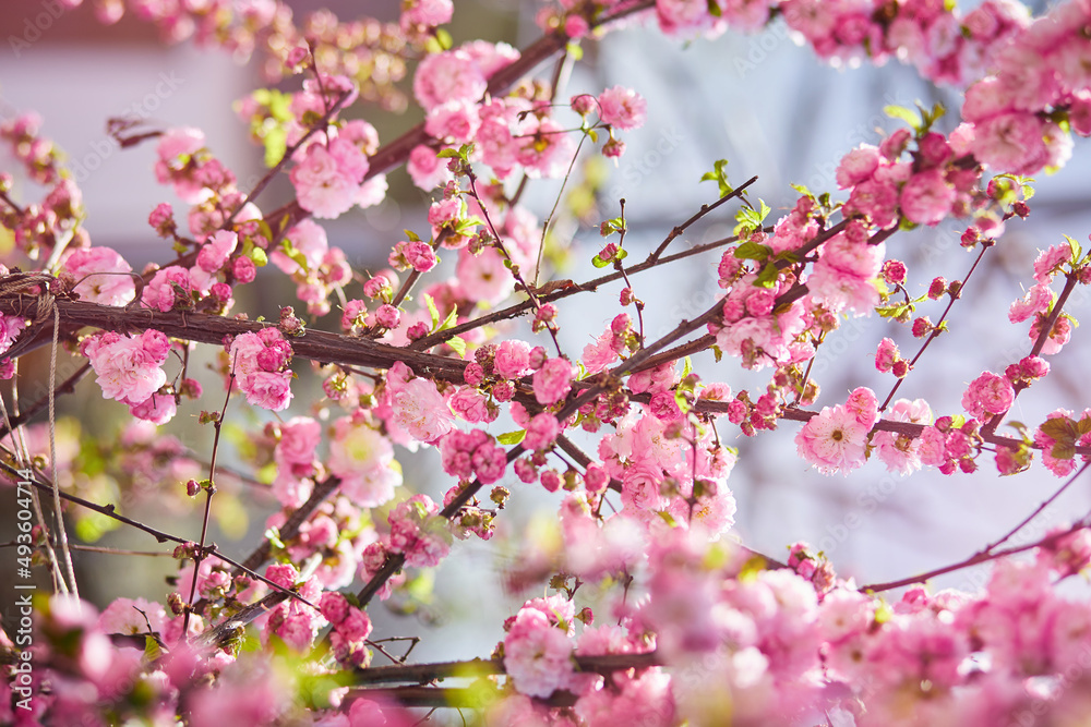 Branches of blossoming cherry macro with soft focus on gentle light blue sky background in sunlight. Beautiful floral image of spring nature Branches of blossoming cherry macro with soft focus on gentle light blue sky background in sunlight. Beautiful floral image of spring nature