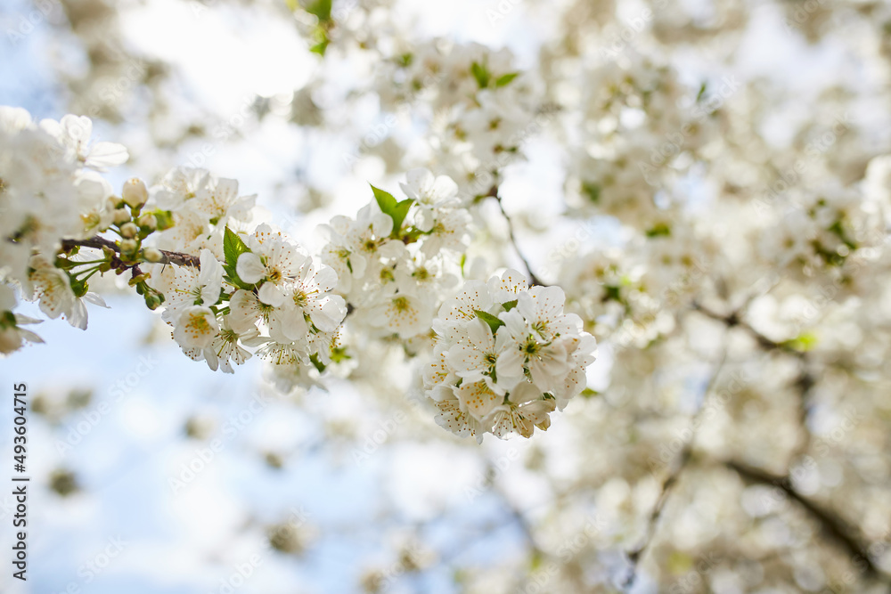 Branches of blossoming cherry macro with soft focus on gentle light blue sky background in sunlight. Beautiful floral image of spring nature Branches of blossoming cherry macro with soft focus on gentle light blue sky background in sunlight. Beautiful floral image of spring nature
